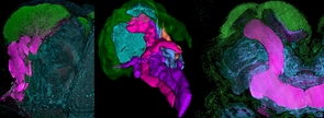 When the researchers stained mantis shrimp brain tissue for learning and memory proteins known from the fruit fly Drosophila and studied them under the microscope, they found that the characteristic mushroom body lobes that typify their counterparts in insects "lit up very intensively." (Left image: Mantis shrimp; right image: Cockroach) The image in the center shows the entire 3-D reconstructed mushroom body of the mantis shrimp. (Image: Wolff et al.) When the researchers stained mantis shrimp brain tissue for learning and memory proteins known from the fruit fly Drosophila and studied them under the microscope, they found that the characteristic mushroom body lobes that typify their counterparts in insects "lit up very intensively." (Left image: Mantis shrimp; right image: Cockroach) The image in the center shows the entire 3-D reconstructed mushroom body of the mantis shrimp. (Image: Wolff et al.)